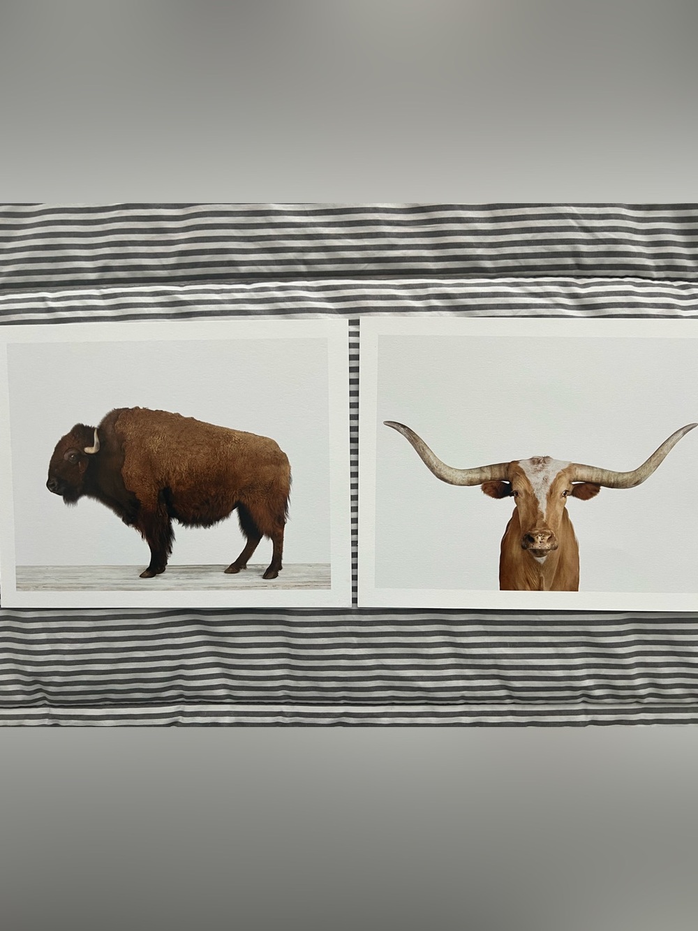 Animal Print Shop-  Buffalo and Longhorn Wall Art Prints, 8x10